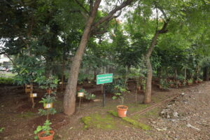 Botanical 2