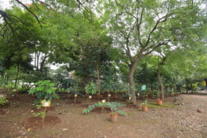 Botanical 4