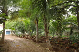 Botanical 6